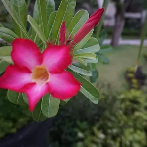 Ruby Nusa Dua Bali Апарт-отель